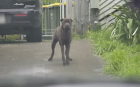 A dog alone and unrestrained in the middle of a drive way. It is large and black a shar-pei type.