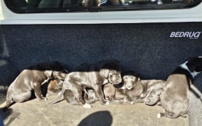 The seven puppies were found by a member of the public in roadside vegetation in Te Papa-Kura-o-Taranaki.