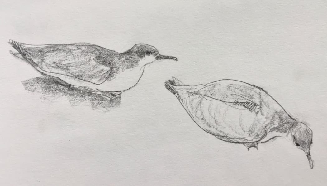 Buller's shearwaters sitting on the forest floor, sketched by Abby McBride