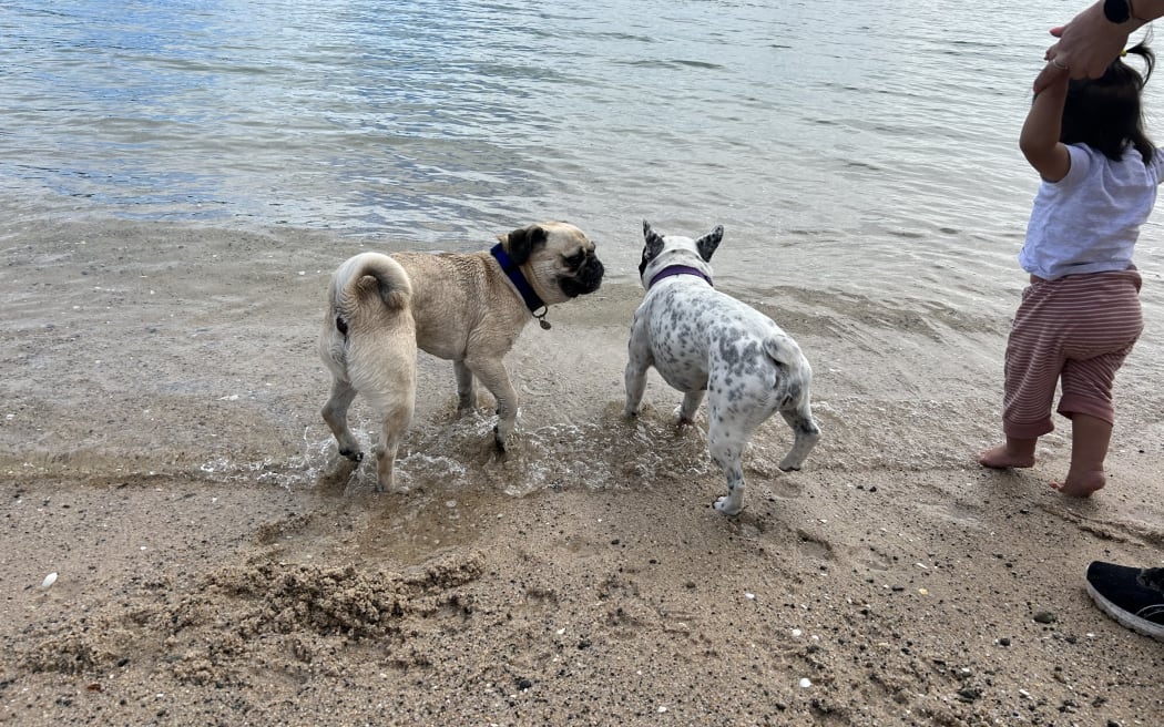 Dogs at Oriental Bay Beach in Wellington on 31 October 2023.