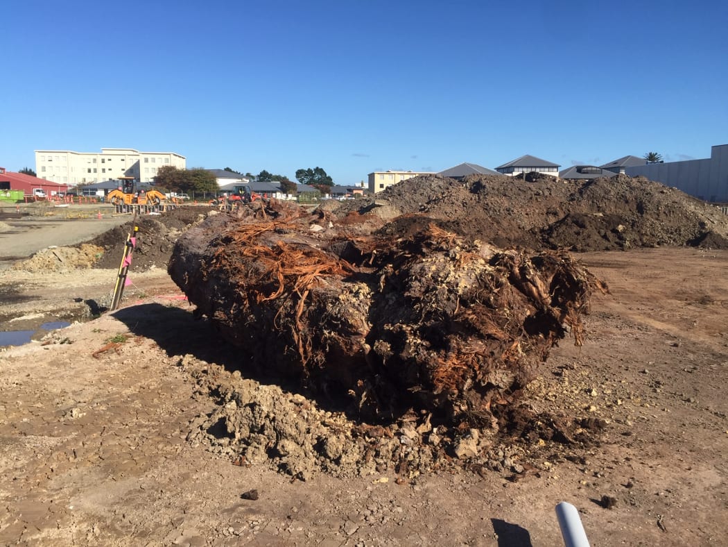 Construction workers in west Auckland have unearthed a treasure trove of rare and valuable swamp kauri