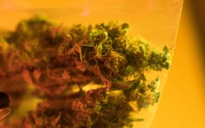 legalization of marijuana in America and Canada. Medical reform in the trafficking of marijuana