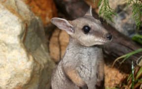 The nabarlek or pygmy rock wallaby is the second smallest wallaby species and is very rare on mainland Australia. This is Norbit, the only narbalek in captivity, at the Territory Wildlife Park.