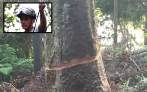 The Kauri was attacked with a chainsaw while protester Johno Smith was in its branches.