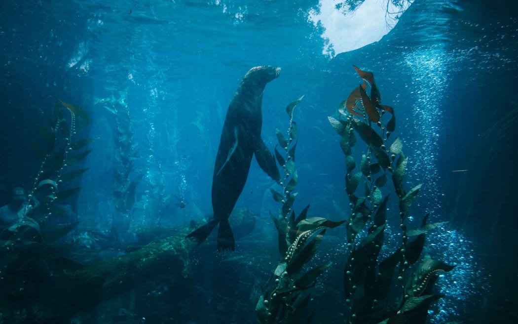 Auckland Zoo announced its 20-year-old subantartic fur seal named Ōrua was euthanised on Thursday, 11 December 2025.