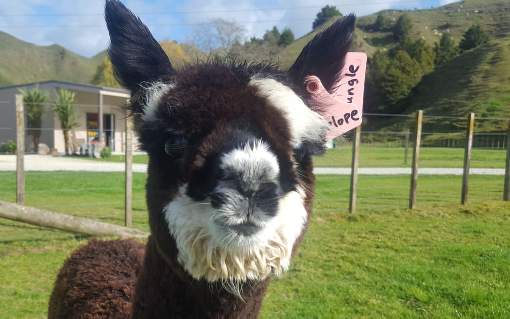 Alpaca