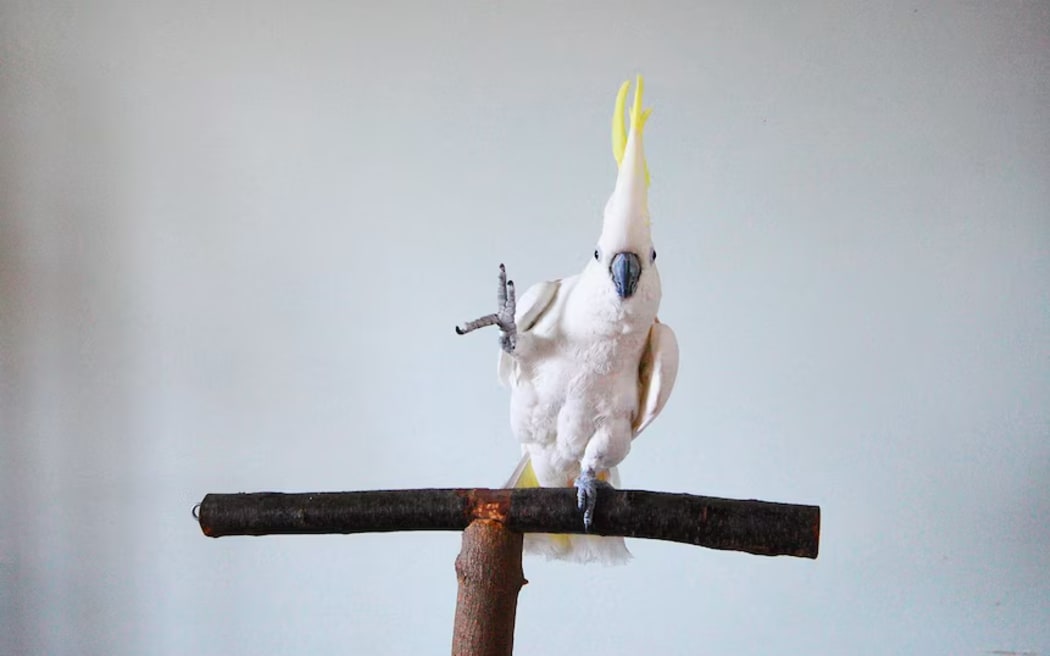One of the cockatoos performed more than 250 dance moves.