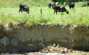 A bank erodes into the Rai River sub-catchment.