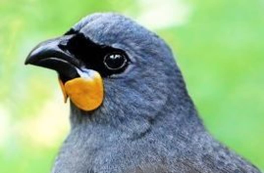 How the South Island Kokako may look