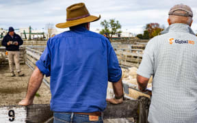 The weekly sheep sale at Gisborne's Matawhero Stockyards