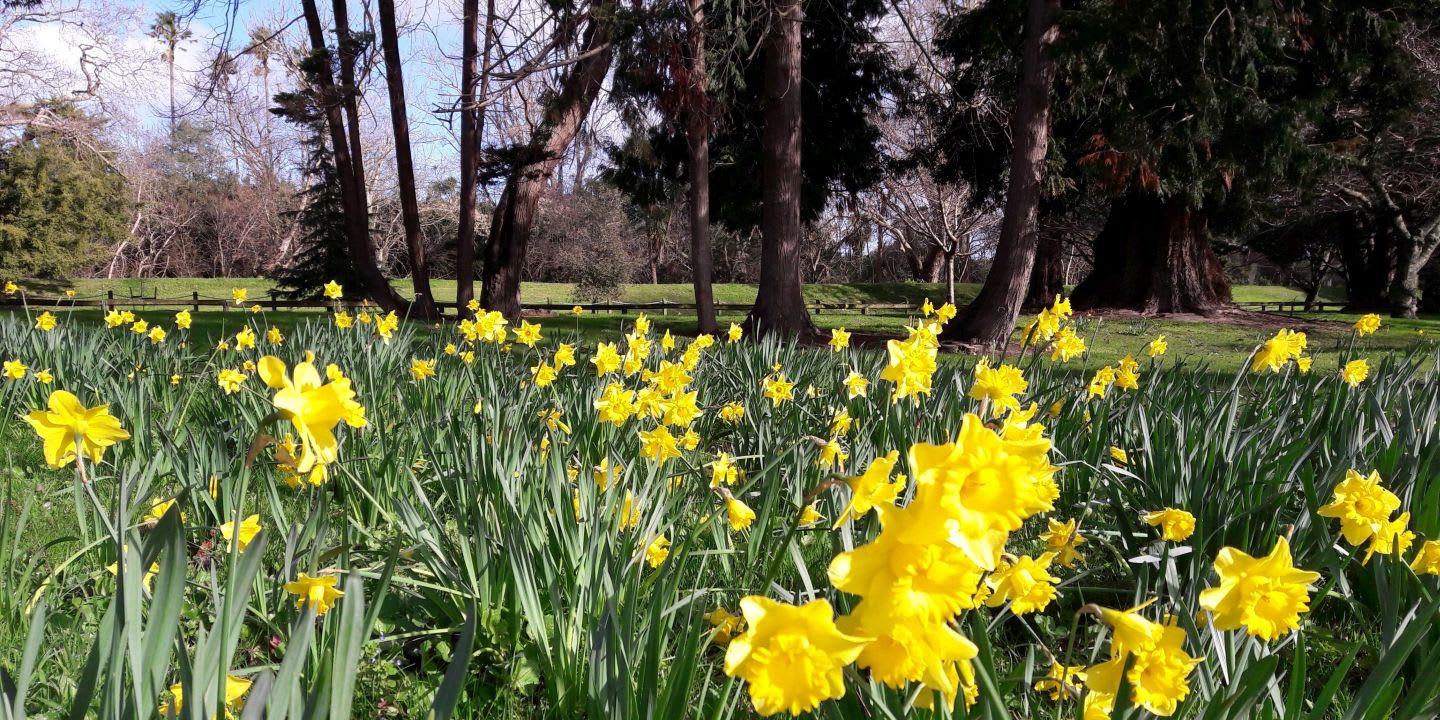 Graphic for Spring to Life
