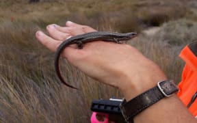 Caelyn Hossack, 9, has found a rare colony of Hawke's Bay skinks in Waipawa.