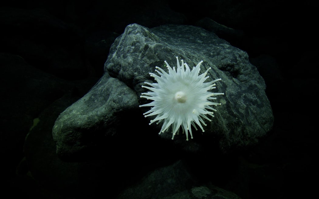 A large Corallimorpharia. Although it looks like an anemone, there are closely related to corals.