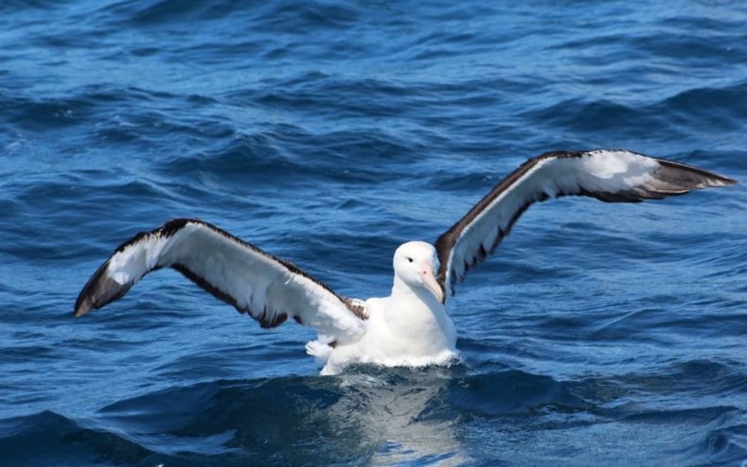 A northern royal albatross.