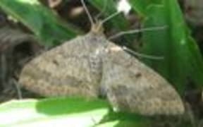 A plantain moth.