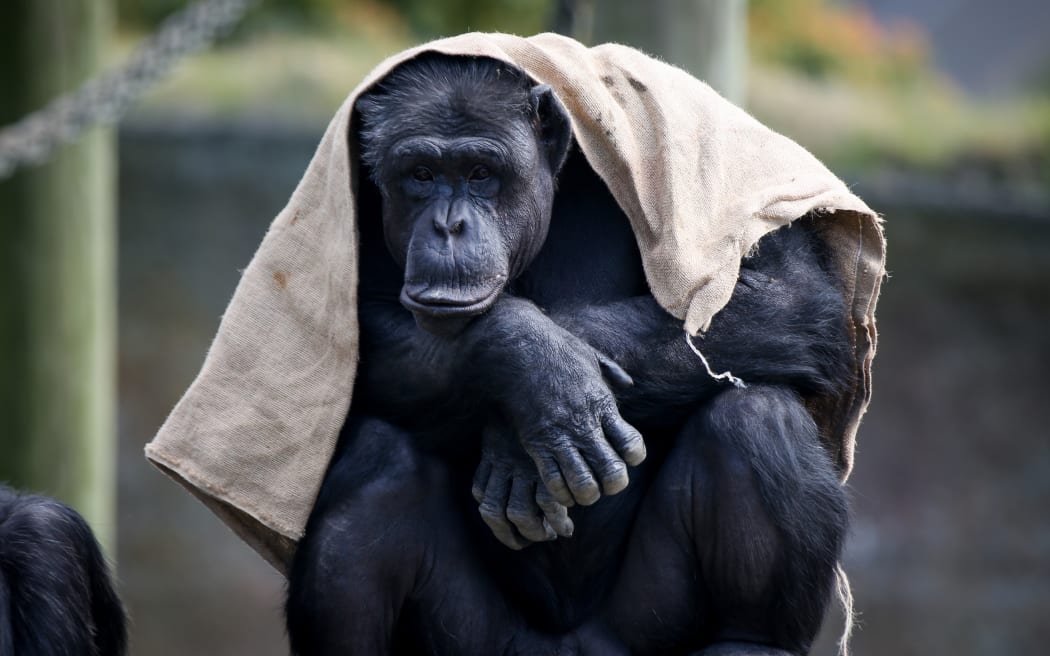 A chimpanzee wearing this summers season weaved sack available at Wellington Zoo.