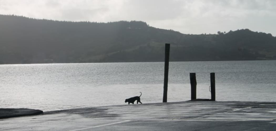 This is an image of the Rawene waterfront and a dog wandering about