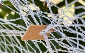 PolyNatural biodegradable vine clip