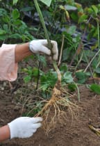 A ginseng plant being harvested by a South Korean farmer.