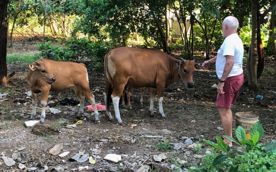 “Mouse” Sullivan frequently visits these cattle and their owners near his villa in Seminyak, Bali