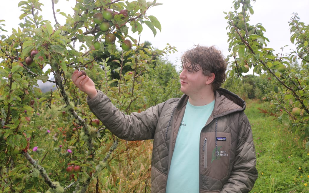 Aaron is standing between the row of apple trees, he's holding an apple in his right hand and looking at it. The tree is small, but loaded with apples. Aaron is wearing a green-brown puffer jacket that's open, showing a light turquoise t-shirt underneath. His hair is wet.