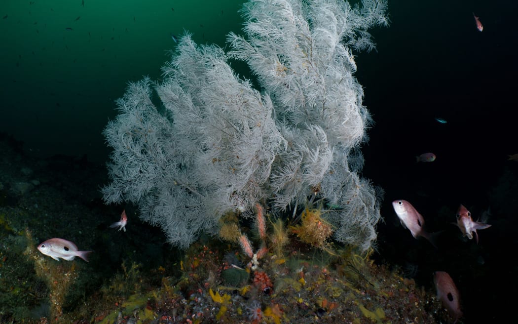 Black coral in Fiordland.