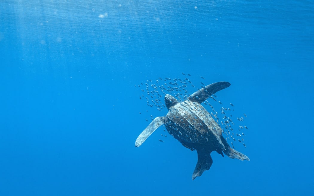 Leatherback turtle