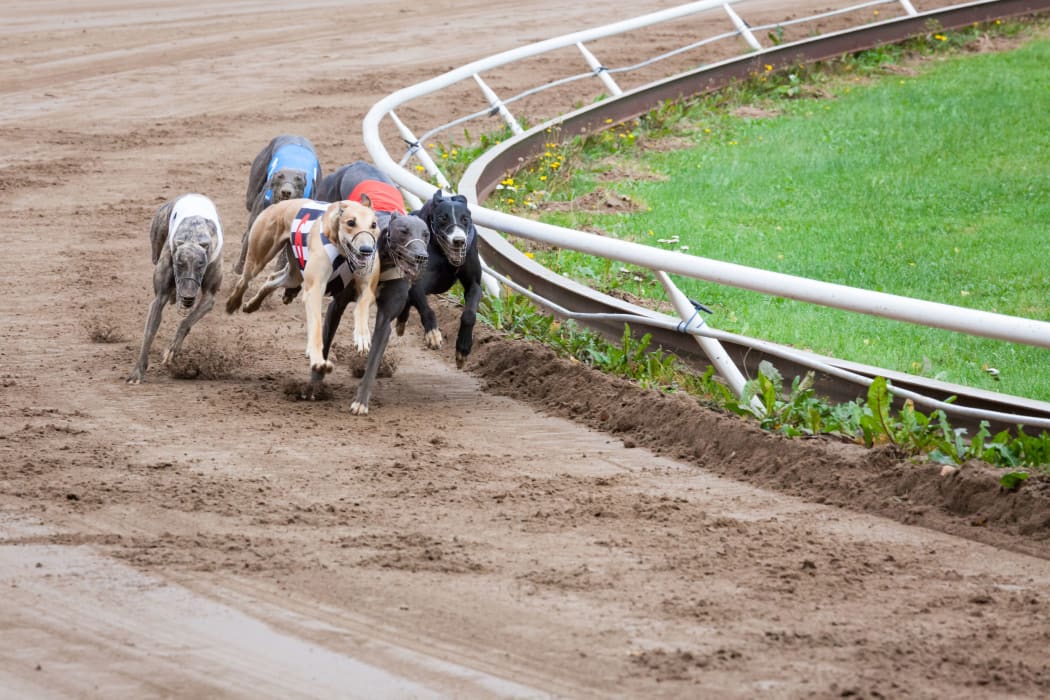 Greyhound dogs racing on sand track