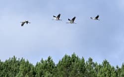 Common crane fly over a cornfield, near Arjuzanx, south-western France on October 30, 2025. The recent detection of highly pathogenic avian influenza (HPAI) in common cranes in Germany and then in France, accompanied by significant mortality and spread to nearby farms, raises fears of a “massive introduction (…) probably underway”, according to the latest weekly report. (Photo by Gaizka IROZ / AFP)