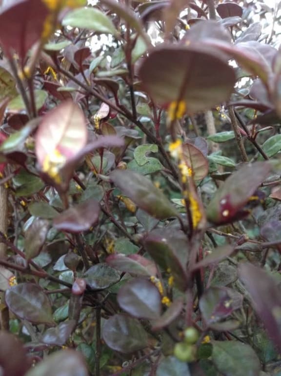 An example of myrtle rust discovered in the Wellington region.