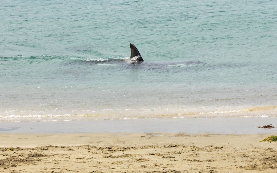 Orca sighted in Island Bay.
