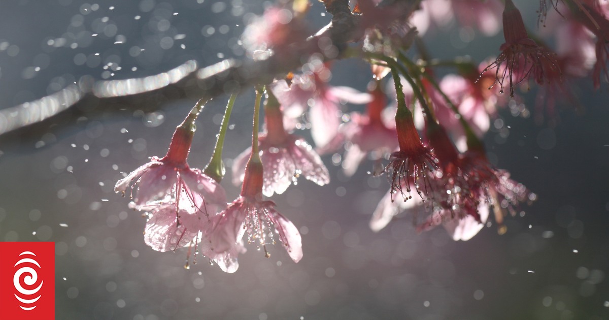 Glimpses of fine weather for most this Labour weekend, but showers too