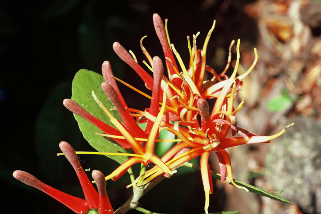 New Zealand Mistletoe