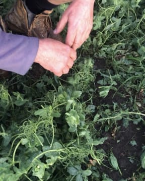 Brian Leadley looks at damage to the pea crop on his mid-Canterbury property.