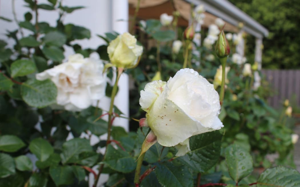 Garden of Joan Scarlet of Winton
