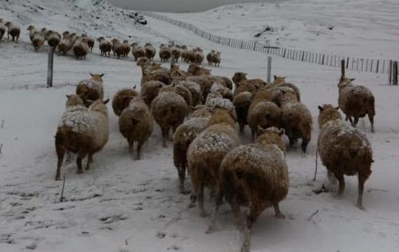 Sheep on Oliver Edgecumbe's farm near Waipukurau.