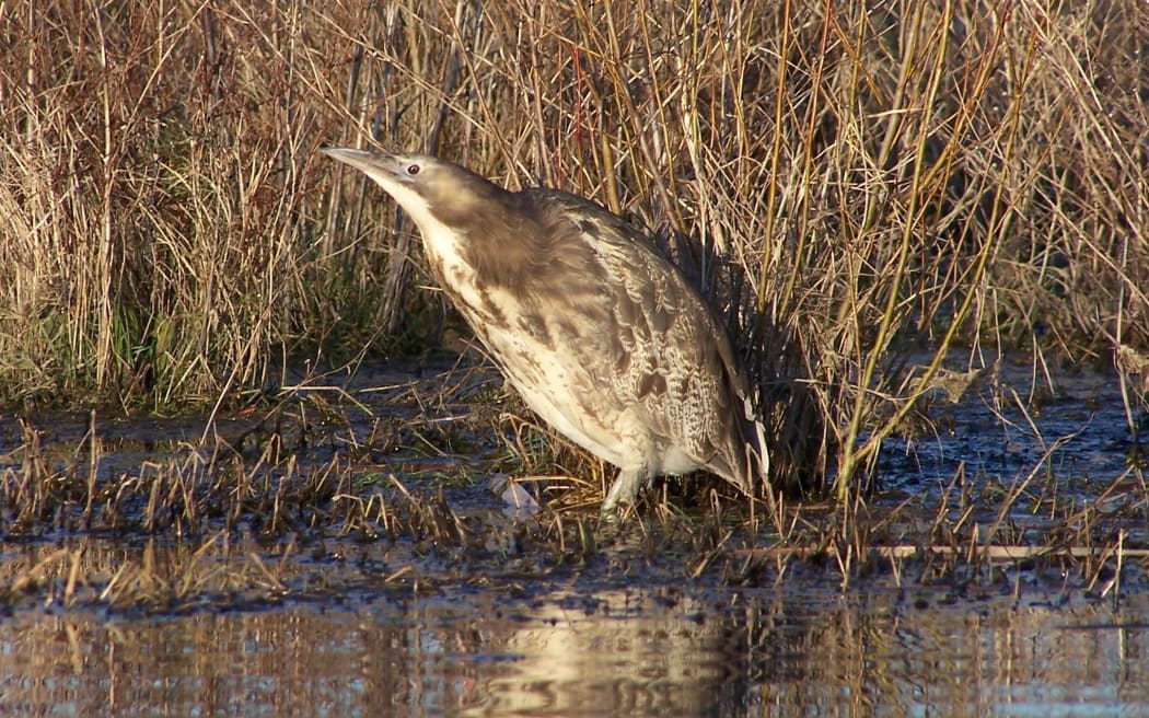 Bittern standing at the edge of reeds and water
