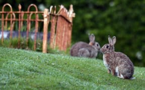 Rabbits at the Otakou Maori Cemetery yesterday.