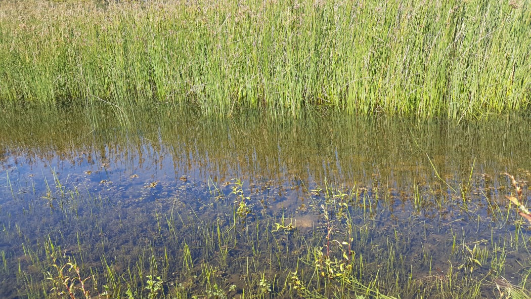 This is a perfect place for spotting damselflies and dragonflies - shallow water with a range of aquatic plants.