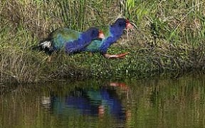Takahē at the Maungatautari Ecological Reserve