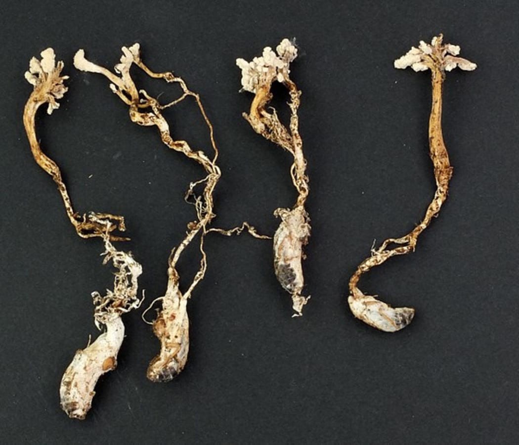 The Vegetable Cidada (a fungus)