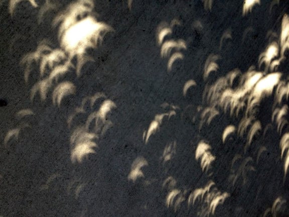 The eclipse seen through a pohutukawa tree at the Victoria University coastal ecology laboratory on the south coast of Wellington.