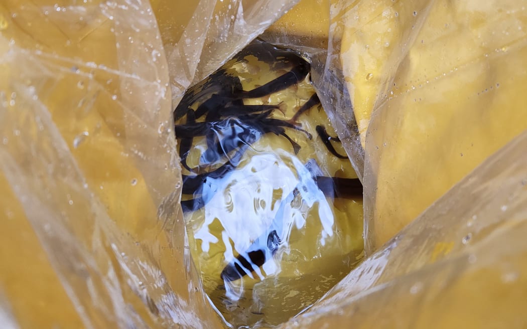Shortjaw kōkopu in bags, carried by rangers and conservation staff.