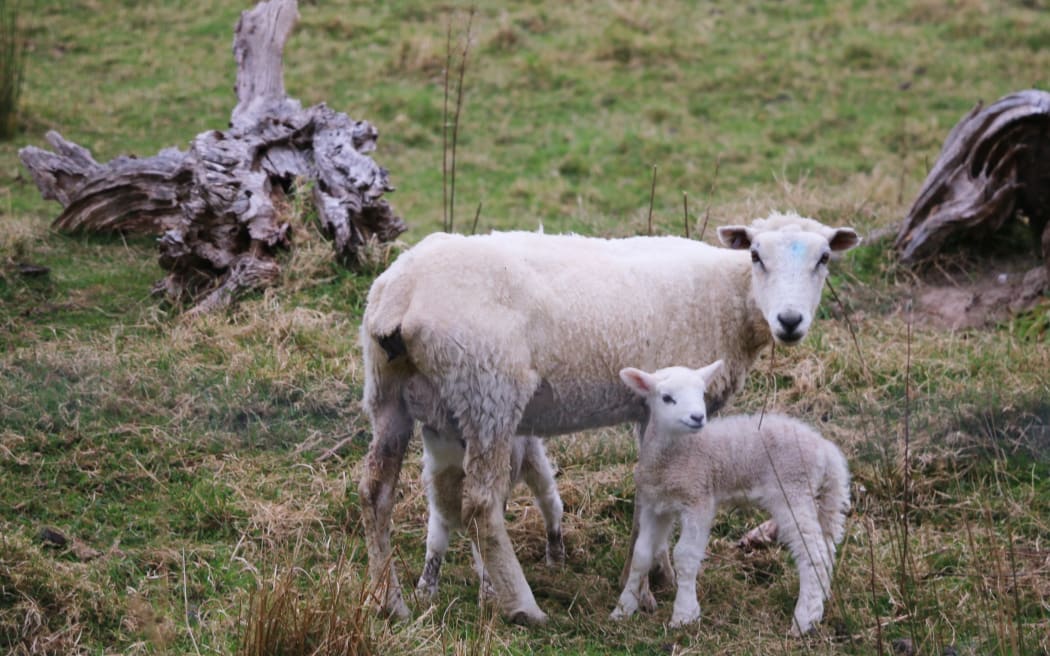 ewe and lamb
