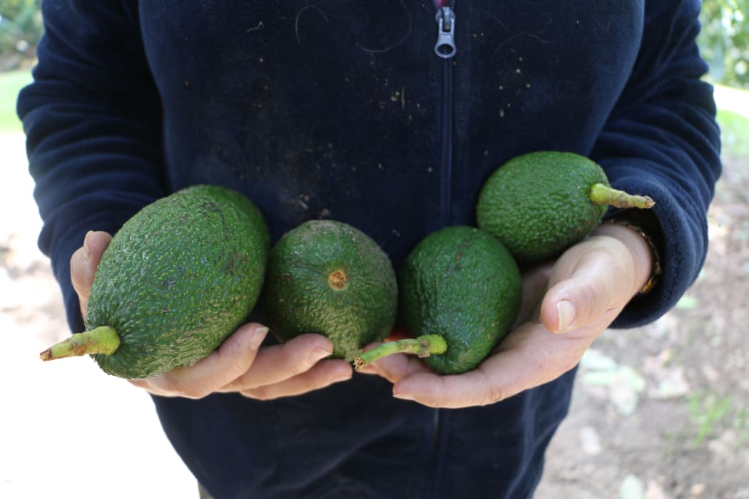 Some of the fruit that was abandoned after thieves were disturbed at Hanvey and Graham’s property.