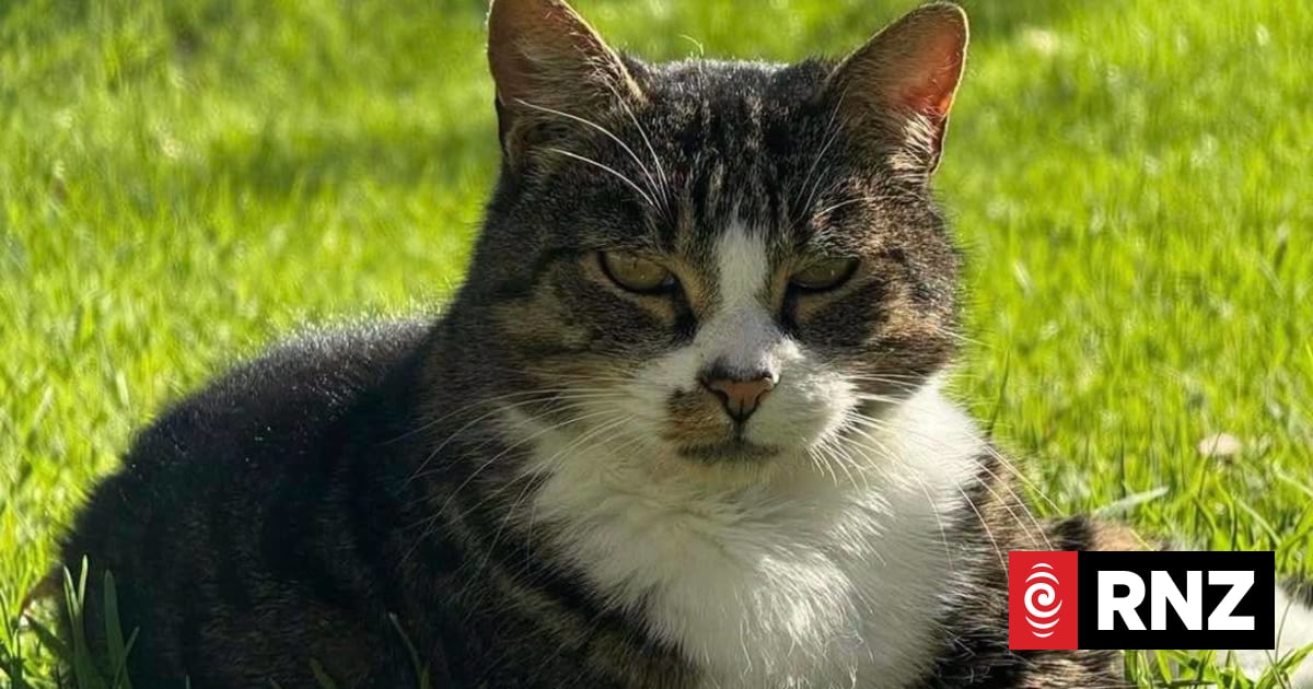 Steps the Tauranga hospital cat goes missing, community launches search