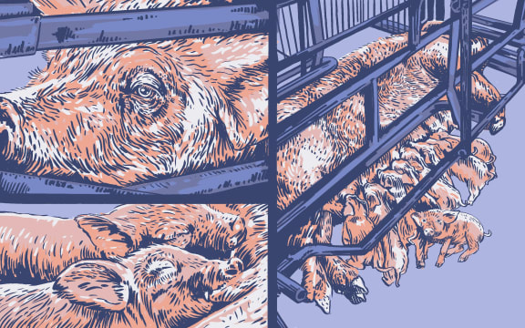 Stylised illustration of a sow in a farrowing crate and piglets nursing