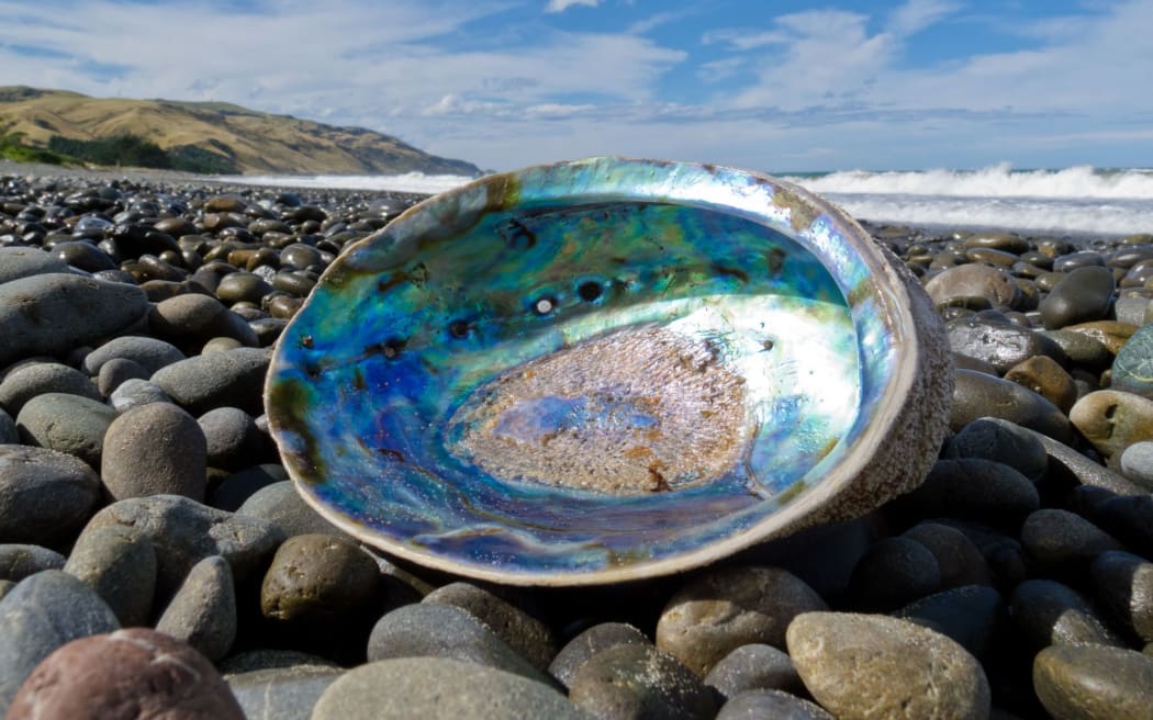 Beached empty paua shell.