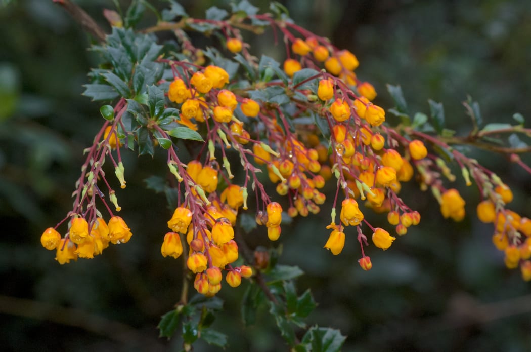 In spring dense infestations of Darwin's barberry cover hillsides in a blanket of orange flowers.