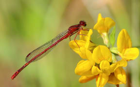 Redcoat damselfy